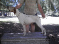 Pedigree HANNA DE CASA VON FURTH Pedigree HANNA DE CASA VON FURTH